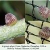 argynnis aglaja daghestan chiragchay ovum 1